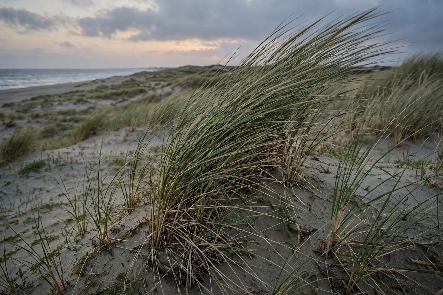 Artikelfoto bij: As uitstrooien regels: mag u as thuis bewaren of verstrooien?