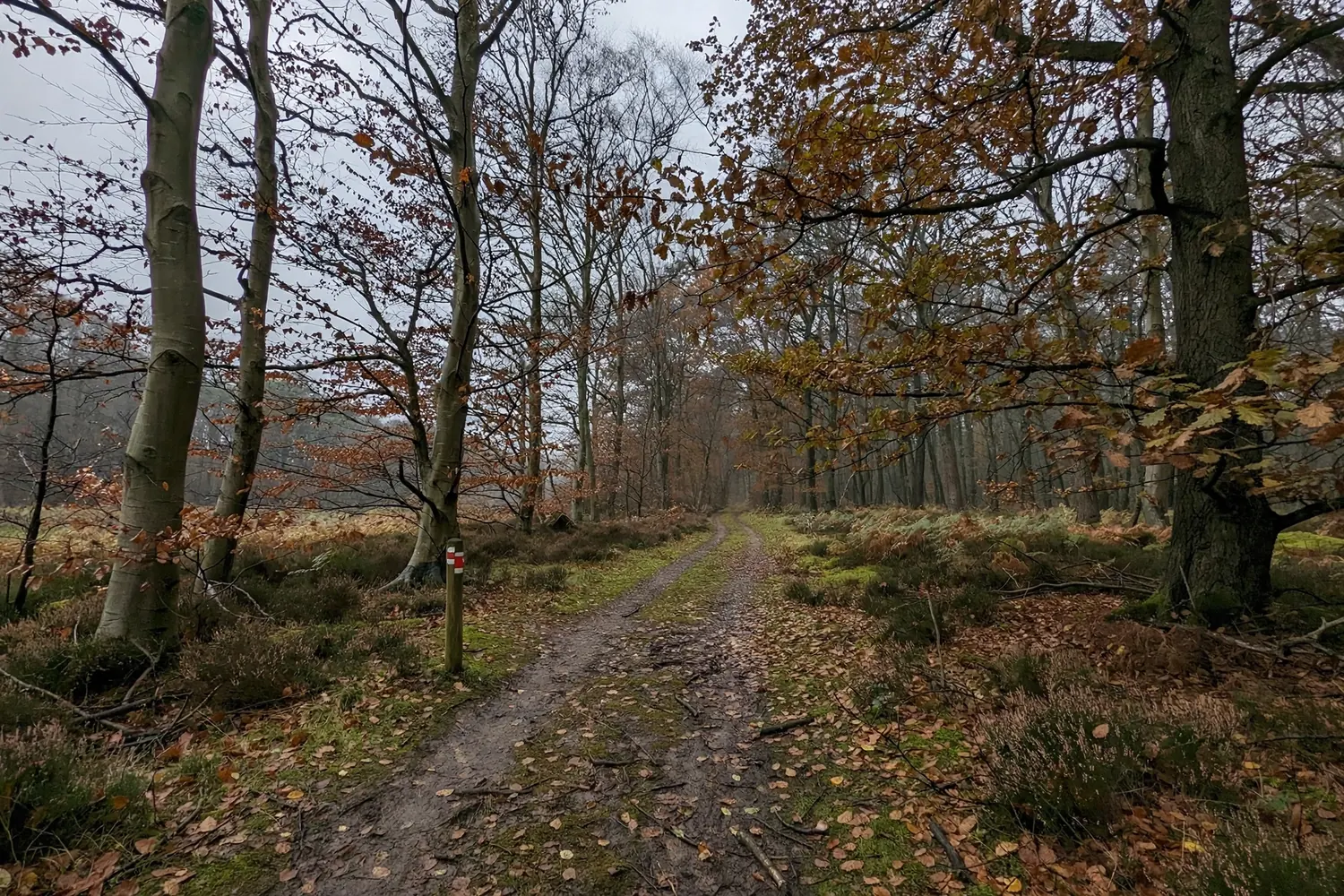 Artikelfoto bij: Naturapolis of kapitaalverzekering: wat is het verschil?