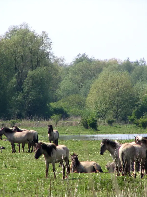 Flevoland
