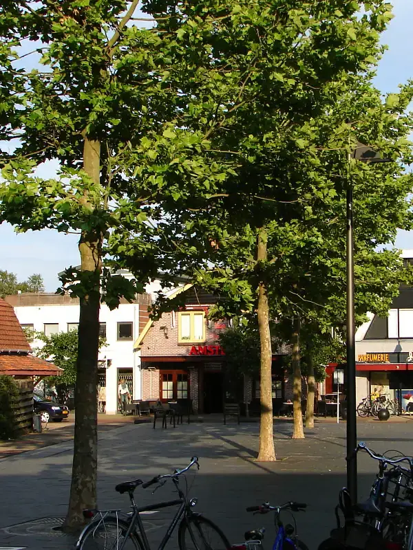 Heiloo