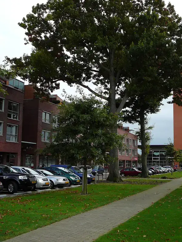 Wolvega