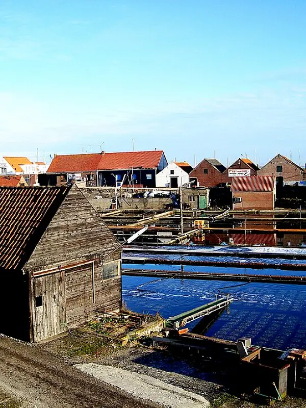 Yerseke