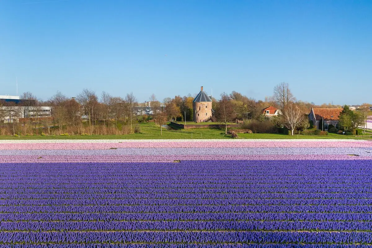 Foto van Rouwstukken en Rouwboeketten service Den Haag