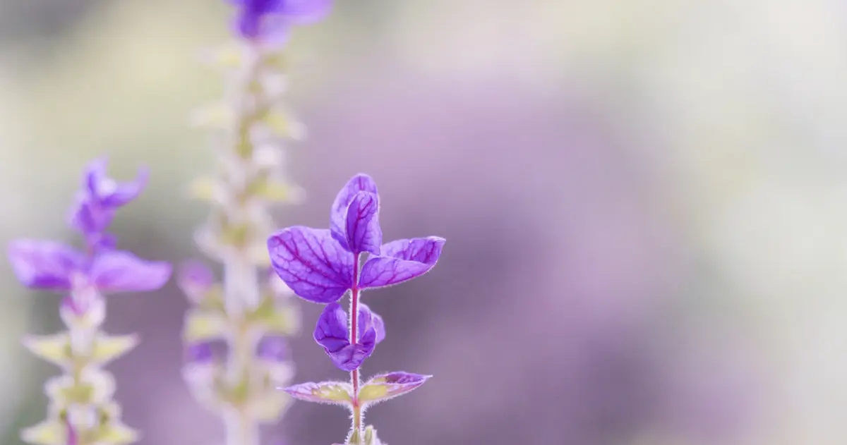 Foto van Van Hulst Uitvaartzorg