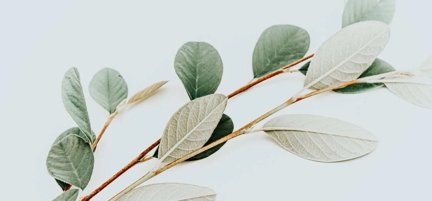 AlleenCrematies in Haarlem