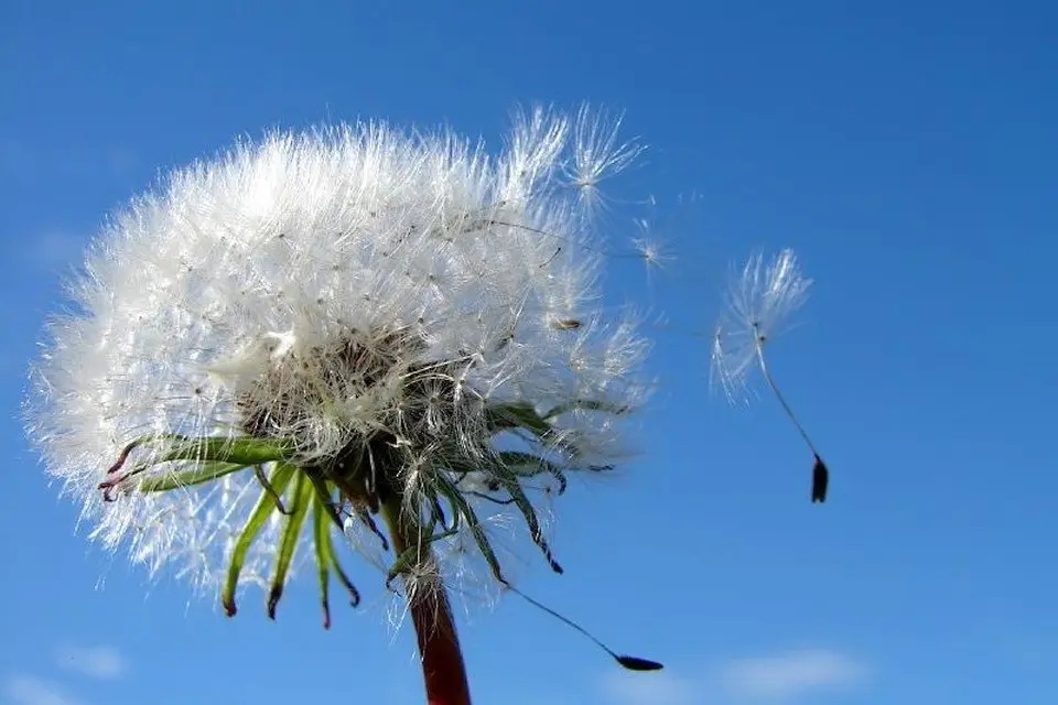 Karakteruitvaart in Culemborg