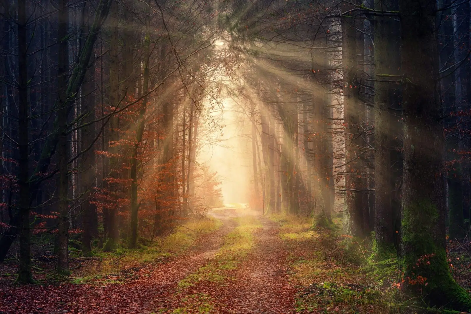 Foto van Alphega - Uitvaartbegeleiding & Verzorging