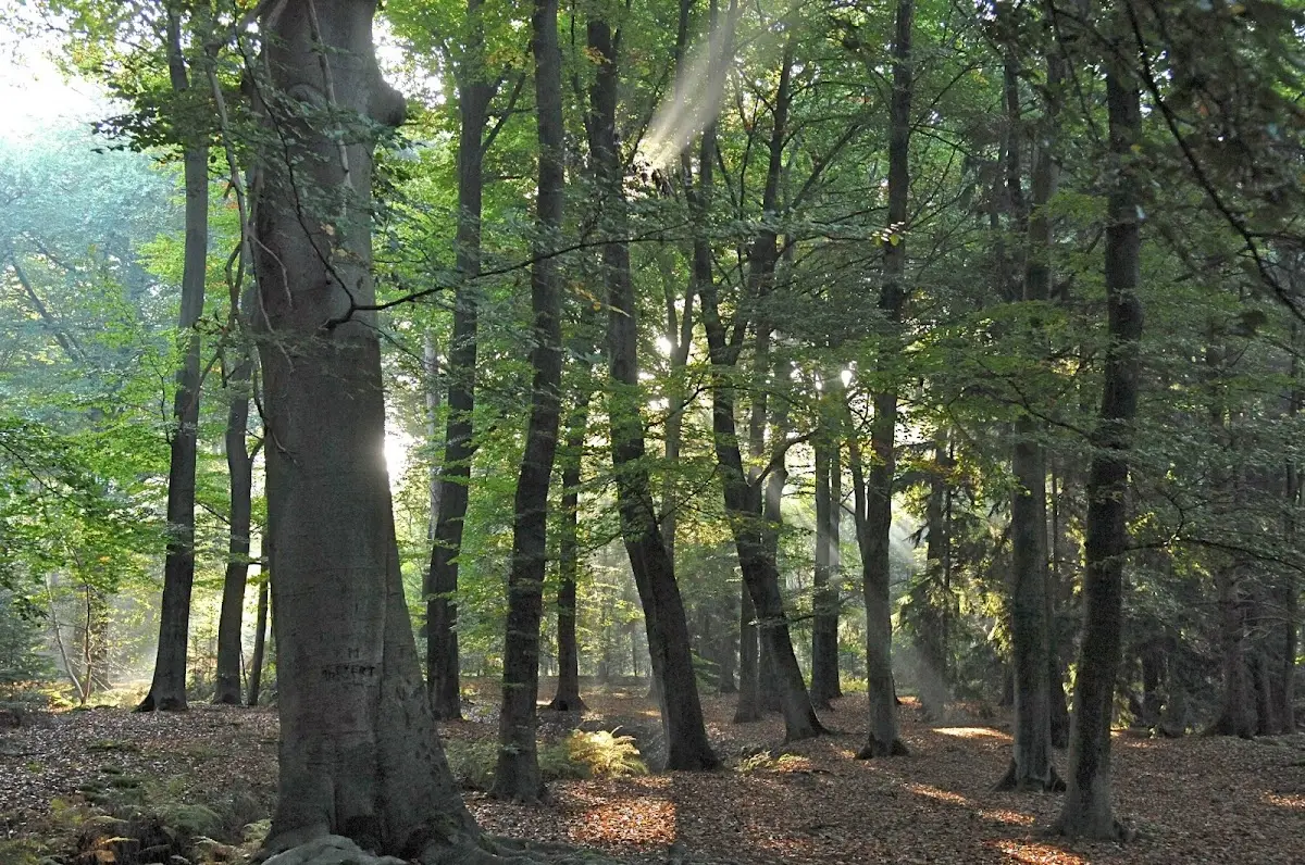 Nature Cemetery "Forest of the Holy Spirit" in Oost-, West- en Middelbeers