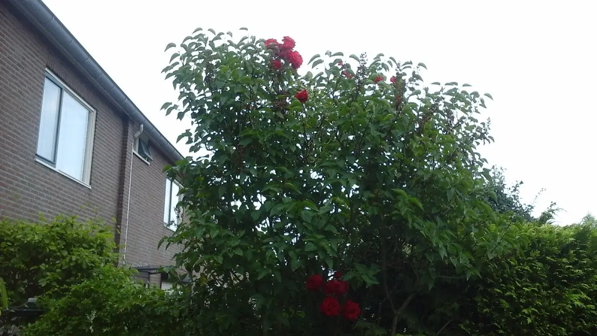 Foto van Begrafenisonderneming Van Haaften