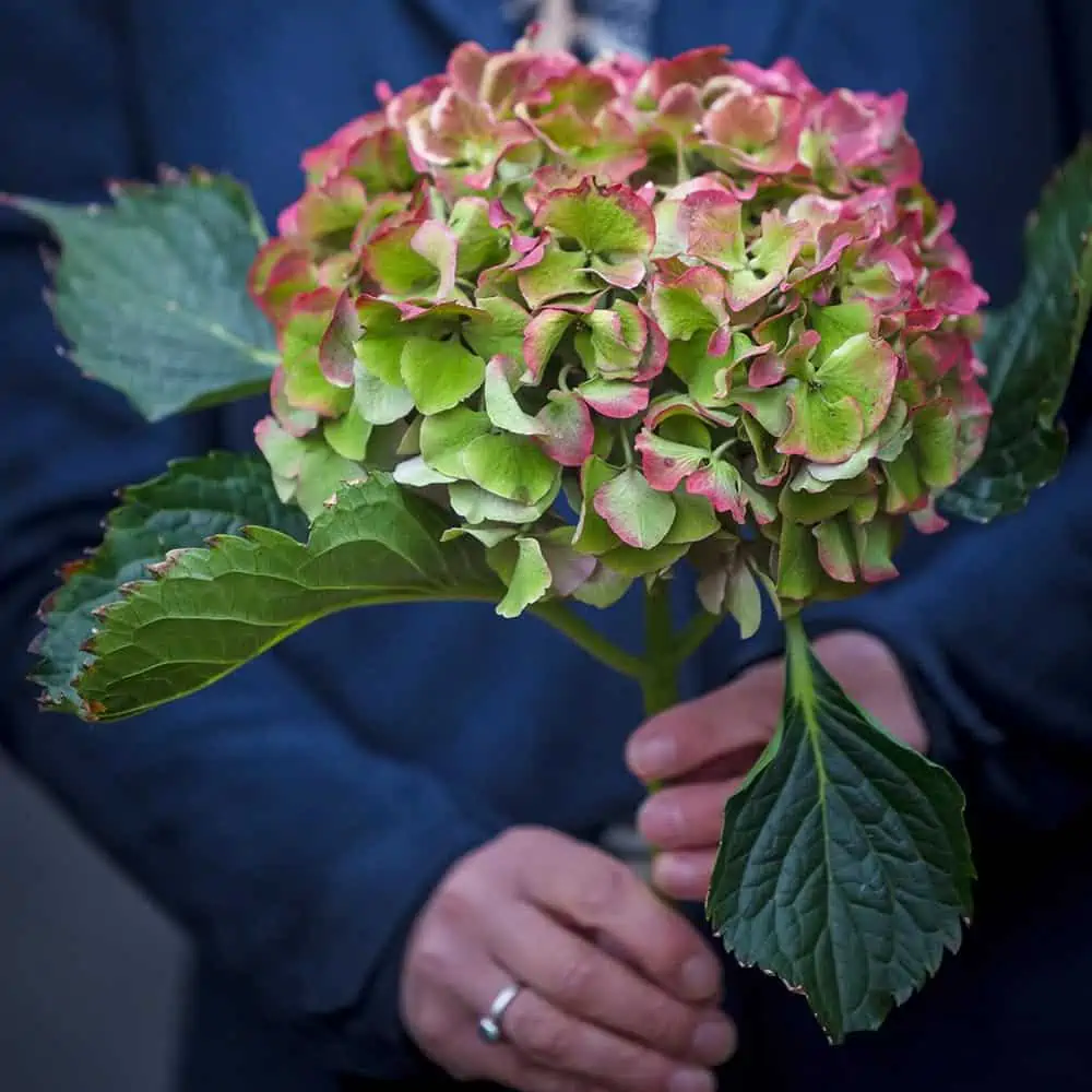 Foto van Mare - Sprekers bij uitvaarten - Ella van