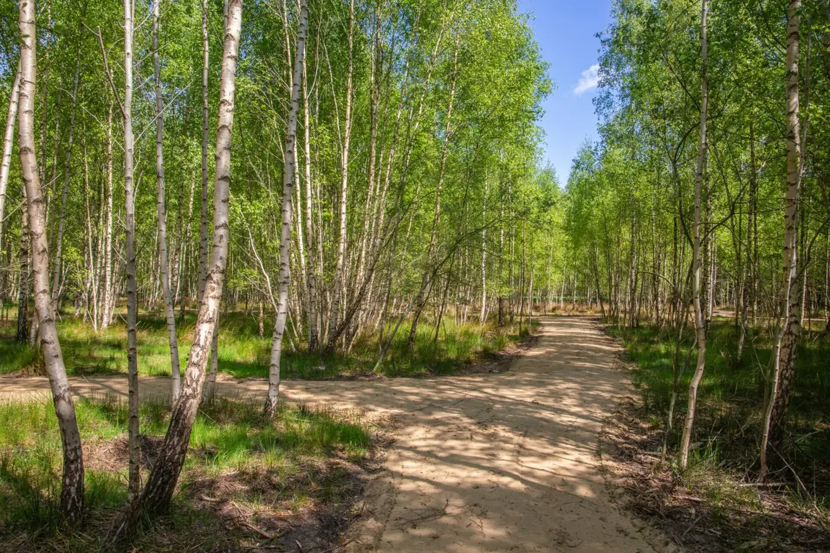 Foto van Natuurbegraafplaats Roegwold