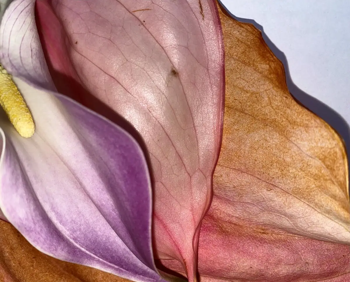 Bij afscheid in Amsterdam