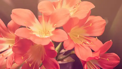 Merito Grafmonumenten in Hippolytushoef