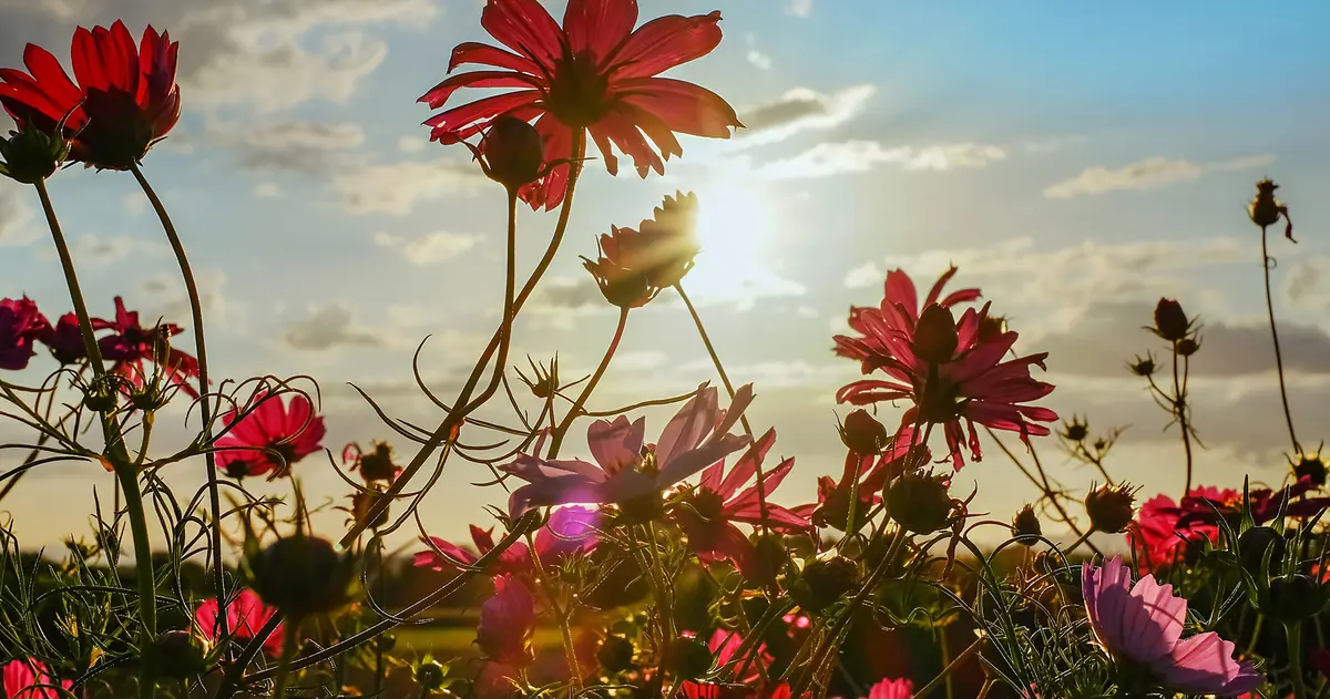 Foto van Stichting Begraafplaats Baarlo