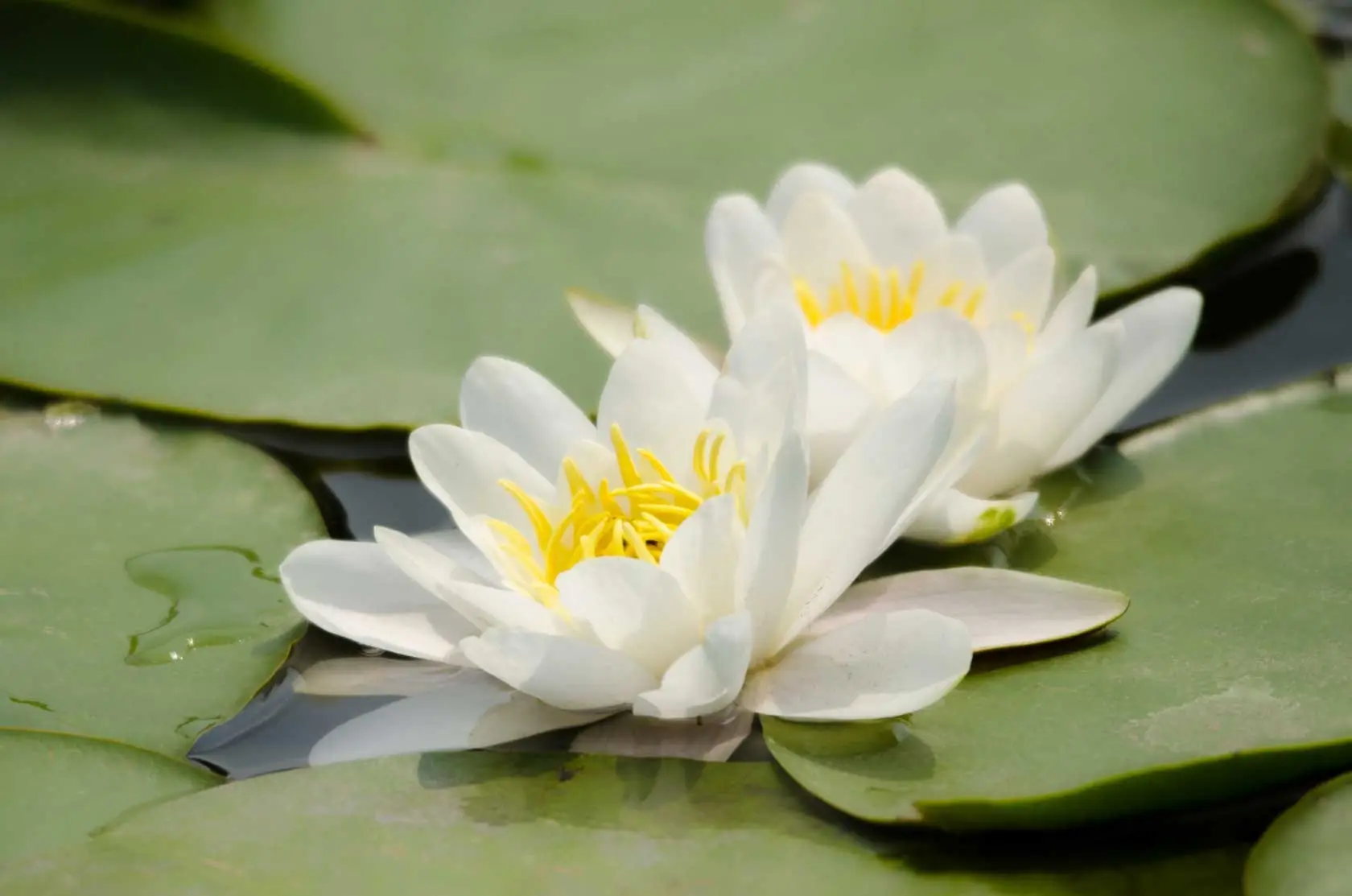 Funeral Van Dijk B.V. in Breukelen