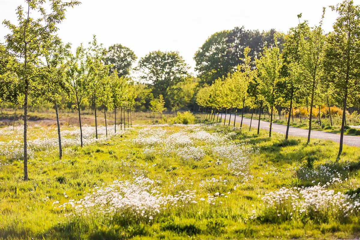 Foto van Natural Cemetery Maashorst
